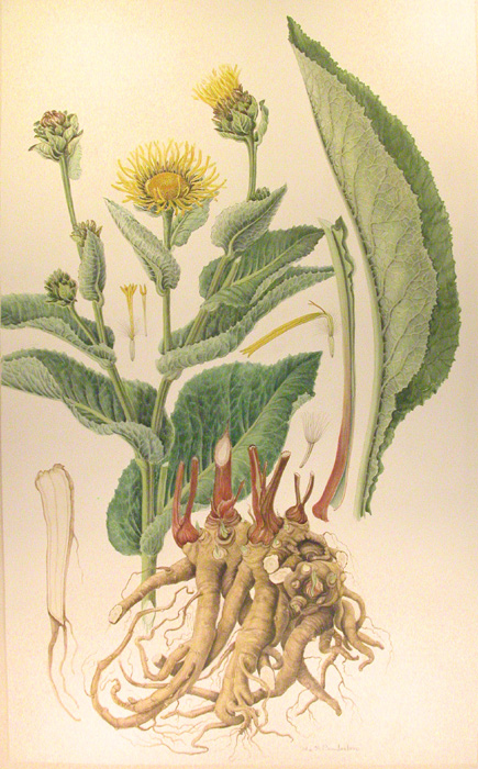 Iarb mare-Inula helenium - Seminte si plante de gradina